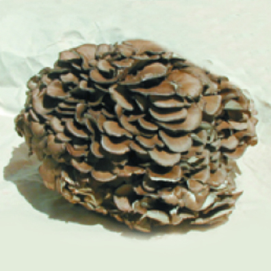 Maitake