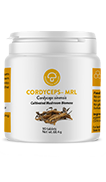 Cordyceps